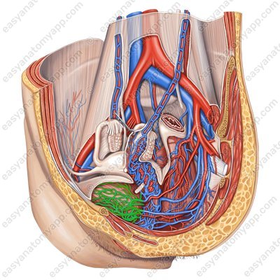 Urinary venous plexus (plexus venosus vesicalis)